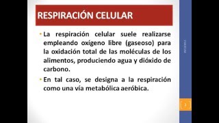 Respiración celular y fermentación [upl. by Enalahs]