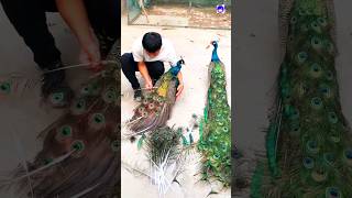 Peacock feathers collection peacock shortvideo bdsports bollywood love song [upl. by Costa]