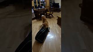 My funny Akita Inu goes crazy in full mode akitainu funnyanimals funnydogs funnyvideo crazydog [upl. by Edana]