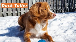 Nova Scotia Duck Tolling Retriever [upl. by Suravart]