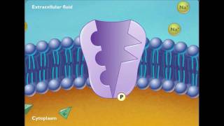 Sodium Potassium ATPase [upl. by Notkcorb]