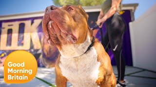 Exclusive Inside Americas Largest XL Bully Breeding Kennel  Good Morning Britain [upl. by Aissat717]