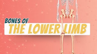 Bones of Lower Limb [upl. by Grochow]