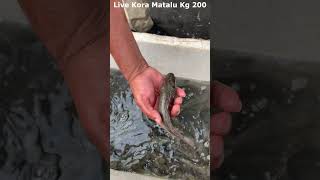 Live Kora Matalu Kg 200Begum Bazar Fish Market fish viral trendingshorts seafood prawns crabs [upl. by Cortie]