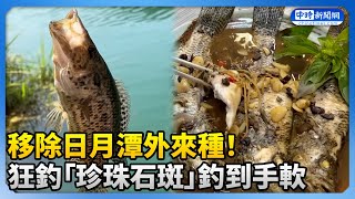 移除日月潭外來種！ 狂釣「珍珠石斑」釣到手軟 ChinaTimes [upl. by Sherrie]