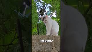 Gato pensando gatos gatitos animals viralvideo [upl. by Naerad582]