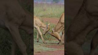 deer fight horn vs without horn animals [upl. by Apeed]