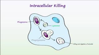 Phagocytosis [upl. by Dulcinea]