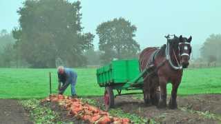 Belgian Draft Horsesbeet harvest with respect for the environmentBerlaarBelgium [upl. by Nyrb]