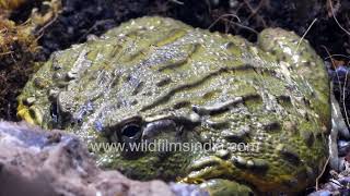 Warts and all African Bullfrog weights up to 150 kilograms  One of the largest frogs on earth [upl. by Anitsyrc]