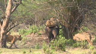 Chiawa Camp  lioness training youngsters to hunt buffalo quotjockey stylequot [upl. by Denna]