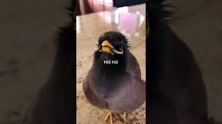 Adorable bird talking just like a human [upl. by Sidnak]