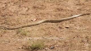 Cute Dhaman snake not a human threat Farmers friend shows quintessential snake locomotion pattern [upl. by Norrahs]