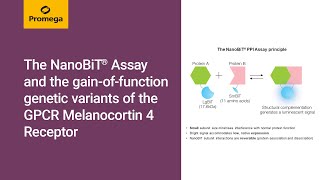 The NanoBiT® Assay and the gainoffunction genetic variants of the GPCR Melanocortin 4 Receptor [upl. by Ijar240]