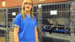 Pet Boarding at Grady Vet [upl. by Burnham]