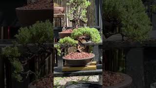 BONSAI NANA JUNIPER SHAPED WIRED AND POTTED [upl. by Mattias]