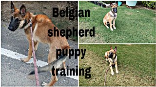 Belgian shepherd puppy basic dog training [upl. by Novelc872]