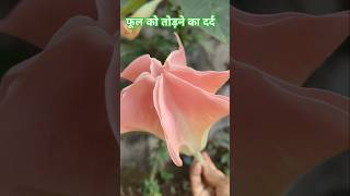 Brugmansia flower  gardening nature plant [upl. by Essined9]