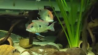 Geophagus pyrocephalus quotRio Tapajosquot WC amp Company 09282024 [upl. by Notsgnal]