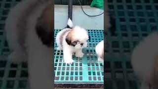 Show quality shitzu puppys sell 8977388001ytshorts doglover [upl. by Akciret209]