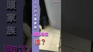 取るのは誰？ ペット占い 多頭飼い トイプードル フラットコーテッドレトリバー フレンチブルドッグ ラブラドールレトリバー 大型犬 ペット 面白 可愛い [upl. by Annaeed936]