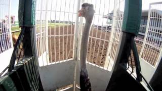 Helmet Cam Ostrich Race at Canterbury Park with Jockey Denny Velazquez [upl. by Hcirteid950]