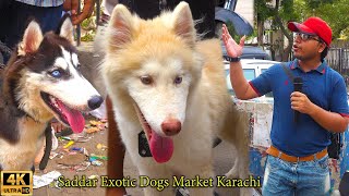 Saddar Exotic Dogs Market 28724 Karachi  German Shepherd Dogs Husky Dogs  सभी नस्लों के कुत्ते [upl. by Arlo]