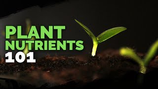 Plant Nutrition 101 All Plant Nutrients and Deficiencies Explained [upl. by Maury]