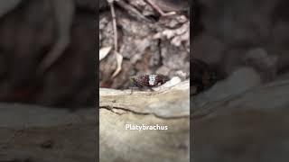 Platybrachus in South Western Australia platybrachus fulgoromorpha hemiptera [upl. by Navonod627]