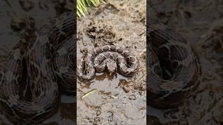 Saw Scaled Viper  One of the deadliest snakes in India snake shorts youtubeshorts [upl. by Ahsaelat598]