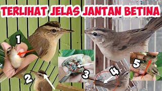 CARA MEMBEDAKAN KERAK BASI ALIS HITAM SINCAN JANTAN DAN BETINA [upl. by Helena]