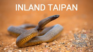 Inland taipan Fierce snake  the most venomous snake in the world [upl. by Enidan]