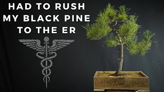 The Road To Recovery  Saving A Japanese Black Pine Bonsai From Near Death [upl. by Waxler]