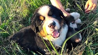 Nos petits chiots Bouvier Bernois sont de vraies peluches  ❤️ [upl. by Craggie]