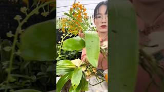 Short tips easy to following growing orchid plant on tree roots short plant orchid [upl. by Yerdua]