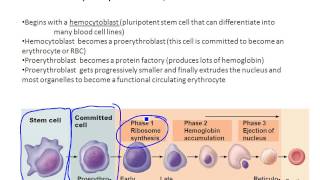 Chapter 17 Erythrocyte Physiology and Erythrocytosis [upl. by Aeniah]