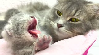 Mother cat fed her newborn kittens and put them to sleep [upl. by Eiralam]