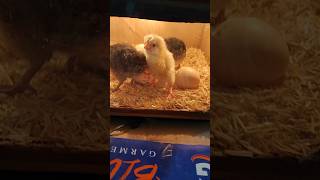 Shift my chick into new incubator incubator chicks viral [upl. by Eselrahc]