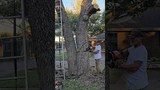 Tree Removal quotHeavy Oakquot Part 2 construction labor stihl [upl. by Franci]