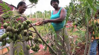 Jamaican Patwa — Country Folk Jamaica 101 [upl. by Mccullough]