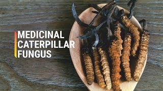 Why Are Cordyceps So Expensive [upl. by Dyraj]