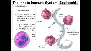 Physiology of Basophils Mast Cells amp Eosinophils [upl. by Skutchan]