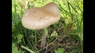 Identifying The Spring Fieldcap Agrocybe praecox [upl. by Tessi]