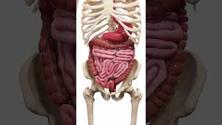 🍽️ Peristalsis The WaveLike Motion of Digestion 🍽️ anatomy [upl. by Eessac]