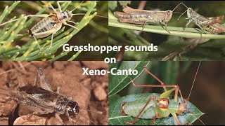 Orthoptera sounds on Xenocantoorg [upl. by Mountfort]