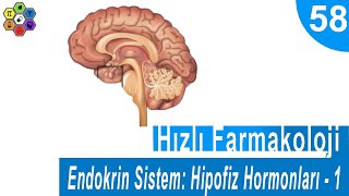 ENDOKRİN SİSTEM HİPOFİZ HORMONLARI  1  Hızlı Farmakoloji 58 [upl. by Siletotsira]