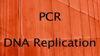 PCR and DNA Replication [upl. by Ylerebmik]