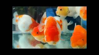 Ep2  Pearl Tancho Sakura Ranchu Goldfish [upl. by Ebonee]