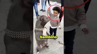 Bambino COLPISCE un CANE MA POI…😱 virale [upl. by Nnaarual83]