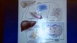 Dr Nestlers Talk NORMOZ in PCOS [upl. by Crespo]